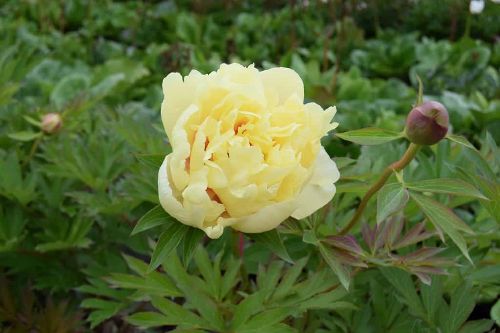 Paeonia 'Bartzella' (D - Yellow) ---